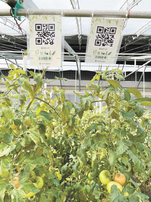 智慧大棚工人通過掃描二維碼，便可查詢當(dāng)前的作業(yè)情況。《中國新聞》報 魏寒冰 攝