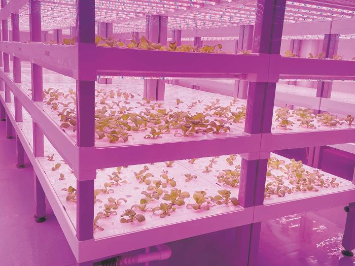 在物美植物工廠里，通過LED燈的照射，蔬菜散發(fā)勃勃生機(jī)。受訪者供圖